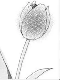 Truyện tranh Makka Na Tulip Wo Kimi Ni