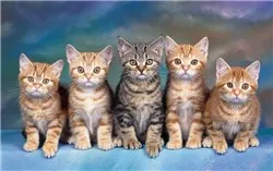 Truyện tranh Tấm cám Phiên bản mèo