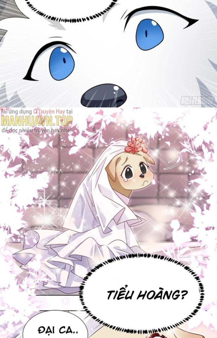 Trọng Sinh Thành Chó Của Nữ Thần Chapter 219 - Trang 4