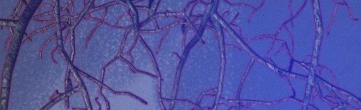 Trường Sinh Đạo Chapter 55 - Trang 2