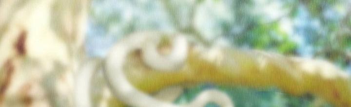 Cương Mãnh Đại Pháp Sư Chapter 1 - Trang 2