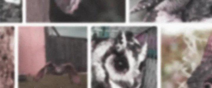 Trải Nghiệm Trở Thành Huyết Tộc Chapter 12 - Trang 2