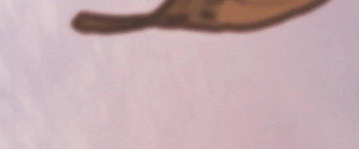 Trải Nghiệm Trở Thành Huyết Tộc Chapter 14 - Trang 2