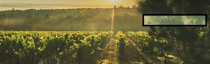 Trải Nghiệm Trở Thành Huyết Tộc Chapter 49 - Trang 3