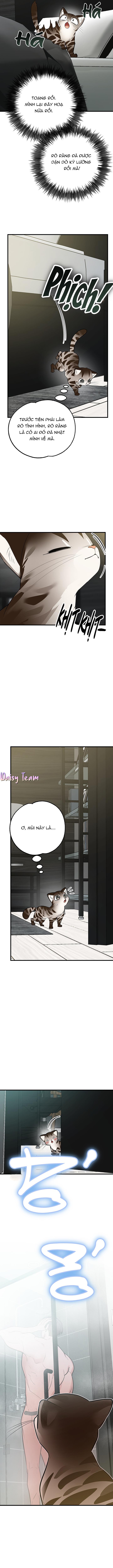 (Daisy) Sinh mèo con cho tôi mau trước khi thằng này điên lên Chapter 2 - Trang 2