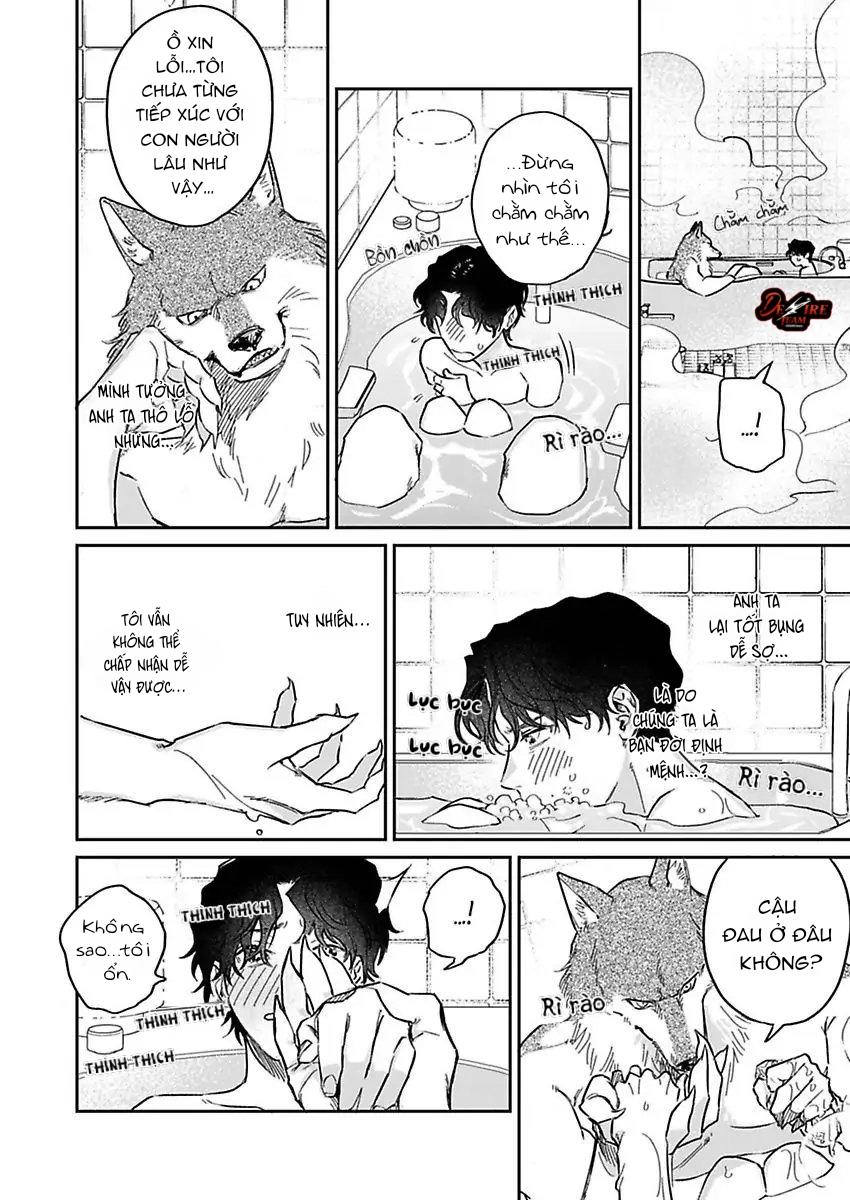 Tình Yêu Mãnh Liệt Của Ngài Sói Chapter 3 - Trang 2