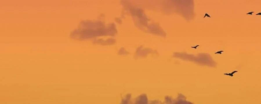 Hoa Sơn Tái Xuất Chapter 31 - Trang 3