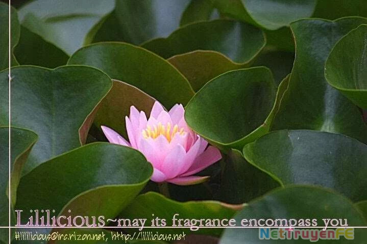 Renai Idenshi XX Chapter 2 - Trang 3