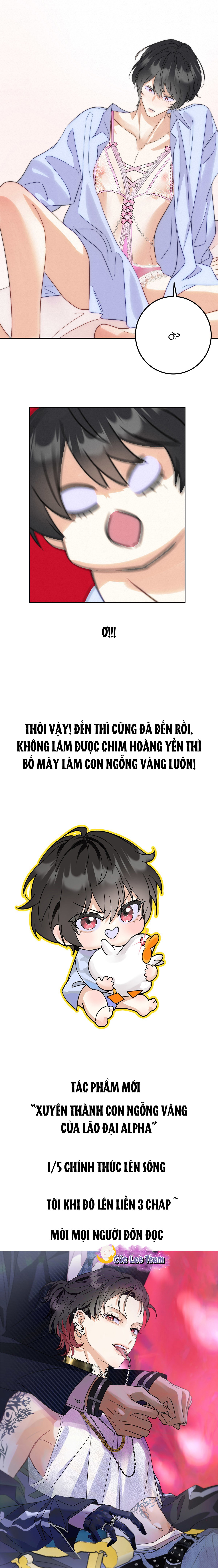 Xuyên Không Thành Con Ngỗng Vàng Của Lão Đại Alpha Chapter 1 - Trang 2